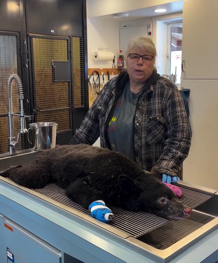 A woman is seen with a bear cub in front of her on a veterinary table.