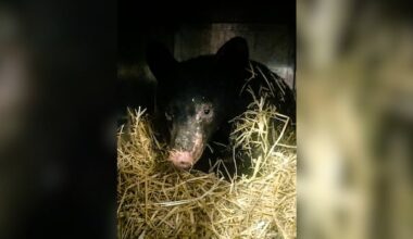 'Truly a Christmas miracle': Black bear cub survives being burned in northern B.C.