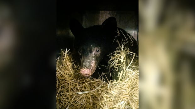 'Truly a Christmas miracle': Black bear cub survives being burned in northern B.C.