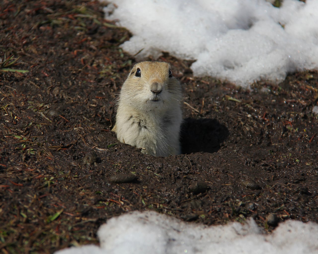 A gopher surrounded by snow and mud.
