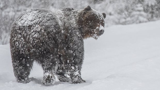Do grizzly bears really hibernate? The answer's complicated