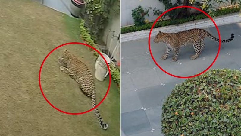 Leopard enters Panchkula house, sparks panic; forest officials launch capture operation