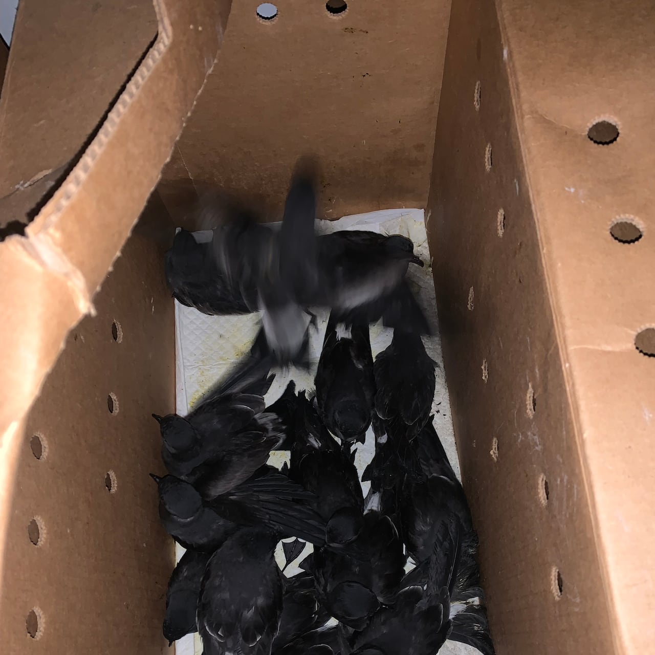 Small dark birds collected in a cardboard box.