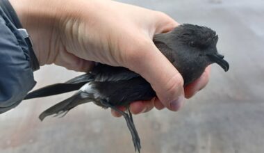 Saving the petrel: Volunteers keep moving with patrol to save stranded sea birds