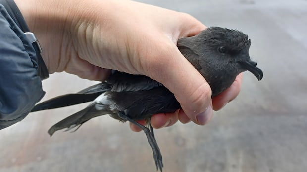 Saving the petrel: Volunteers keep moving with patrol to save stranded sea birds