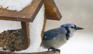 Canada sees numerous winter storm, freezing rain warnings