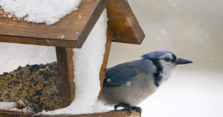 Canada sees numerous winter storm, freezing rain warnings