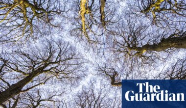 Country diary: A rare giant in the quiet of the wood | Environment