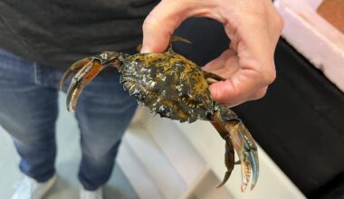 Why a tiny green crab could be a big problem in Quebec