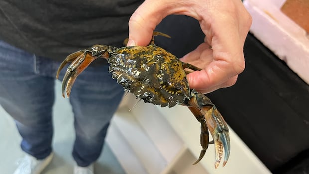 Why a tiny green crab could be a big problem in Quebec