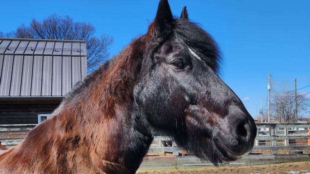 'A gem in our city': Closure of Laval, Que., farm sparks outcry from loyal visitors