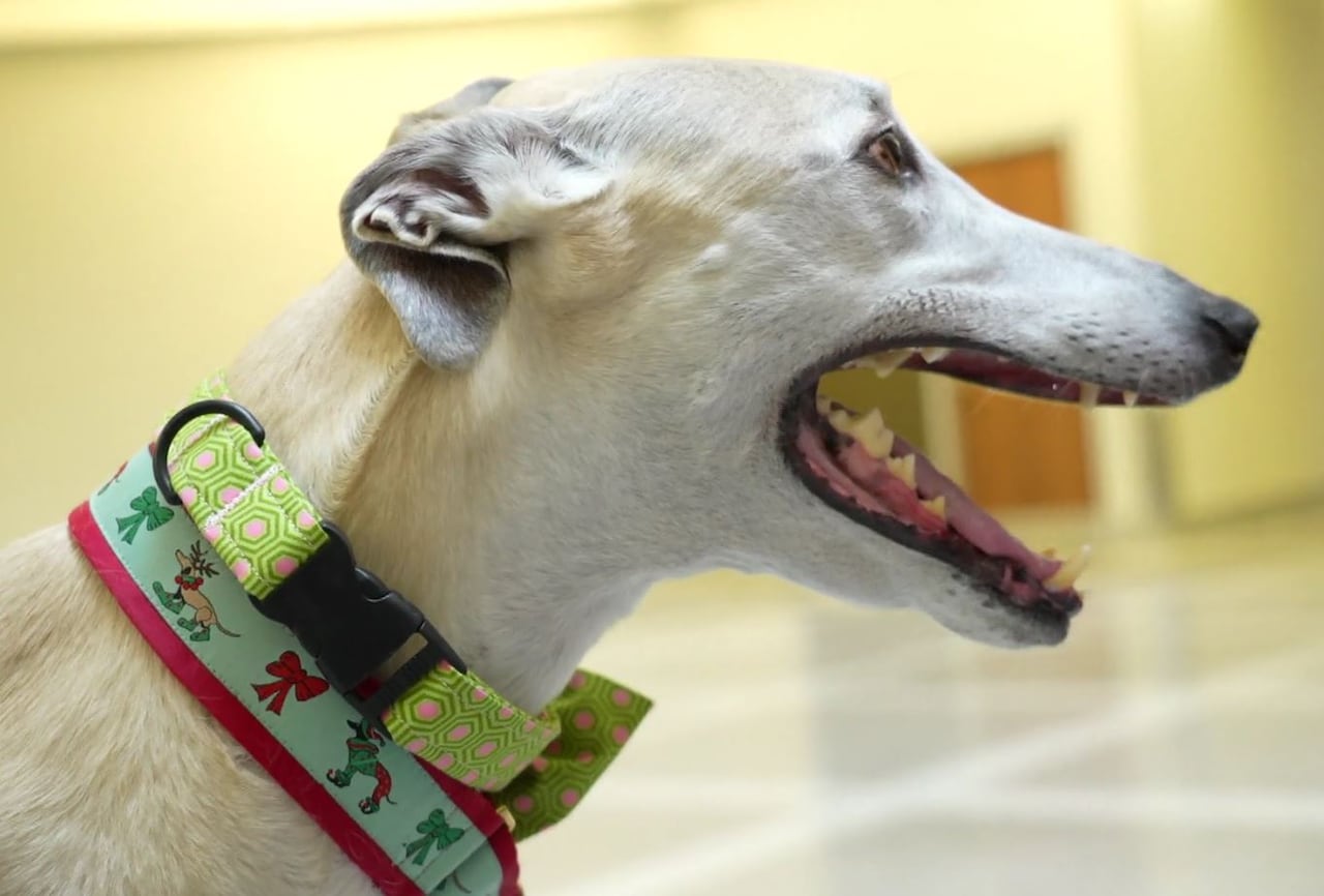 A close-up photo of a greyhound dog 