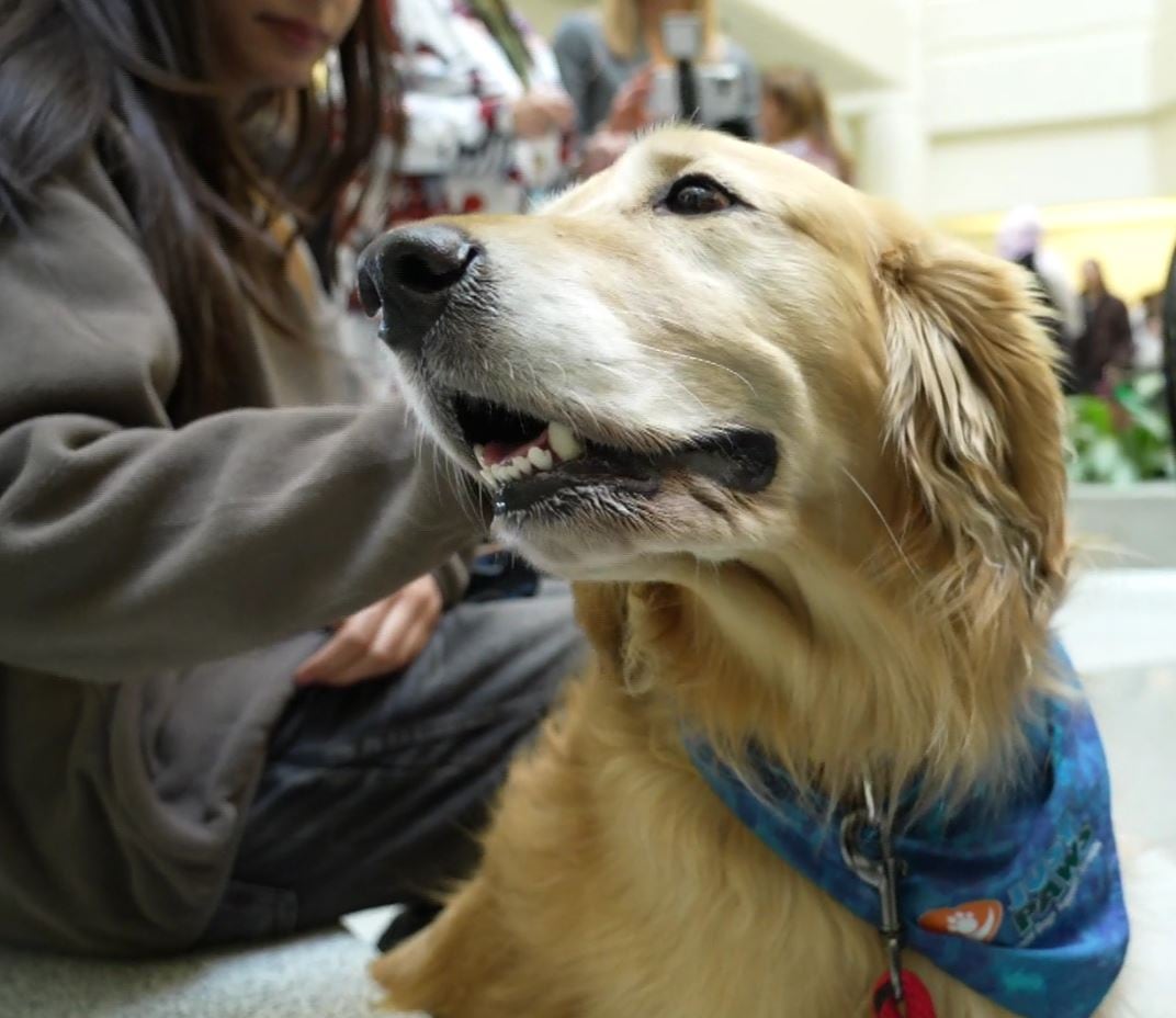 A golden retriever dog sitting. 