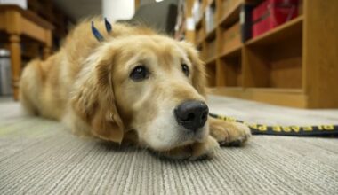 Courthouse canines help ease the tension, one tail wag at a time
