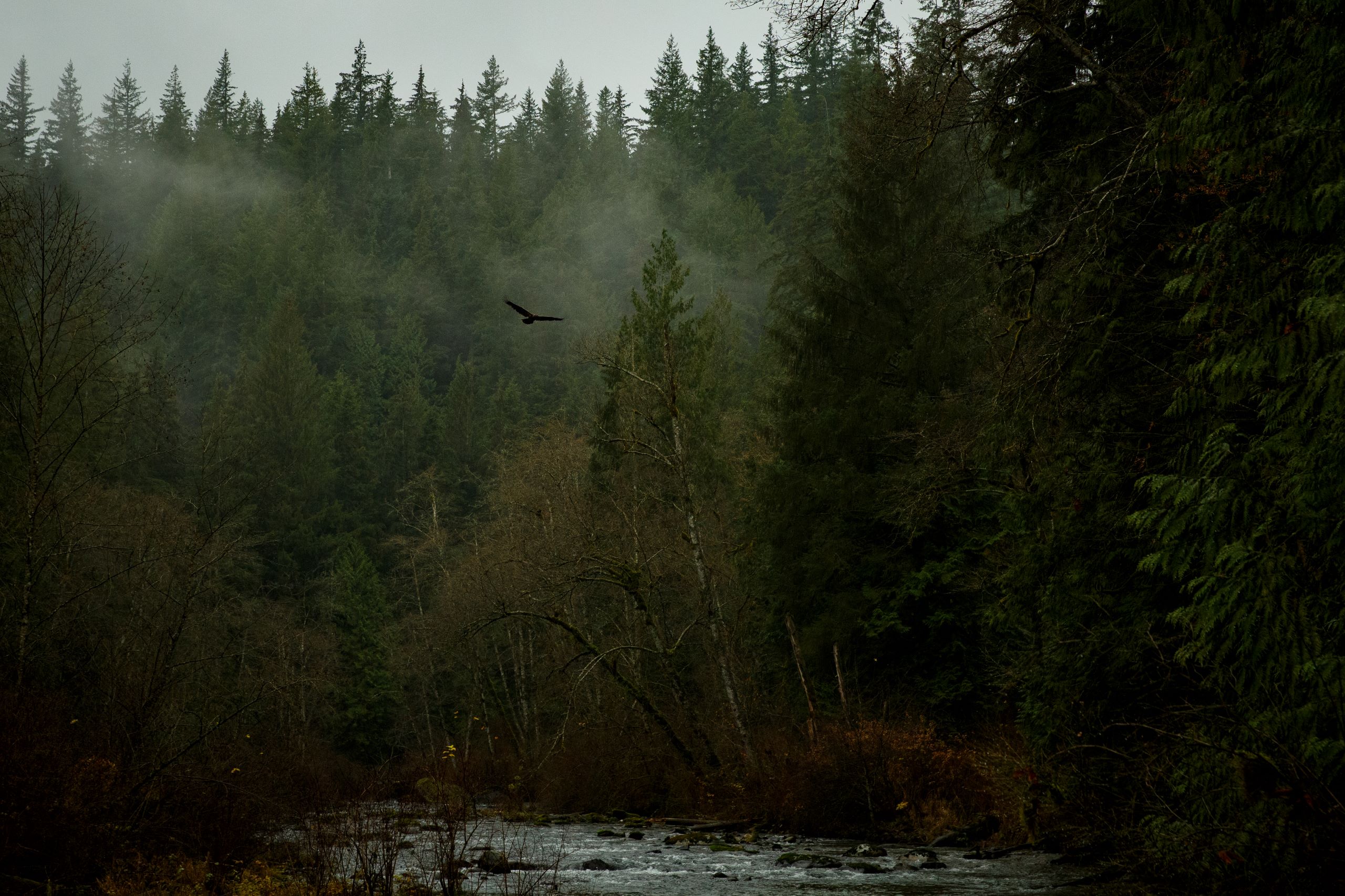 The Alouette River flows centre frame, surrounded by tall green trees and a low layer of fog between the branches. A bird is visible against the trees flying over the river. The sky is overcast.