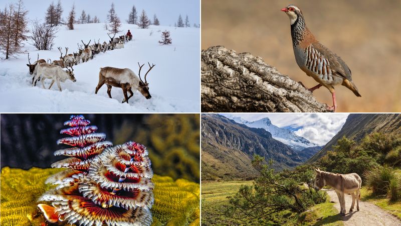 40% of reindeer have been wiped out and armadillos are in Iowa. Here’s how animals are weathering warming holidays