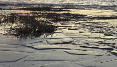 Frozen frogs, oxygen-defying turtles, and other winter survival wonders - SteinbachOnline.com