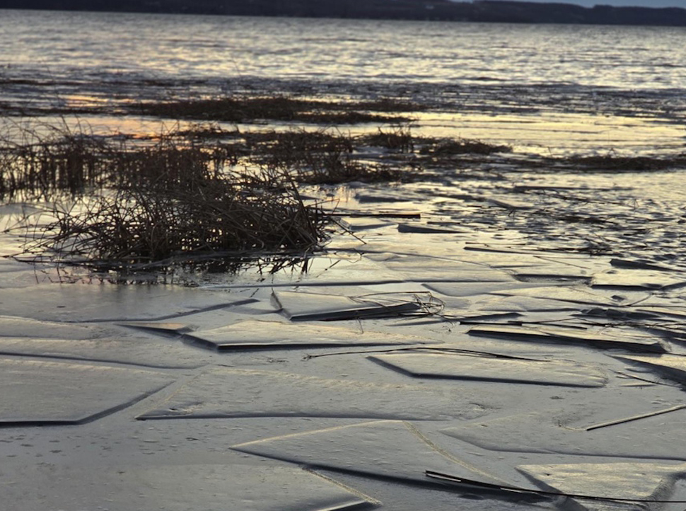 Frozen frogs, oxygen-defying turtles, and other winter survival wonders - SteinbachOnline.com