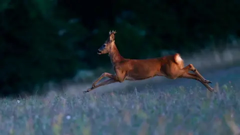 Luke Bennett A leaping roe deer in a field of pastel blue and green shades