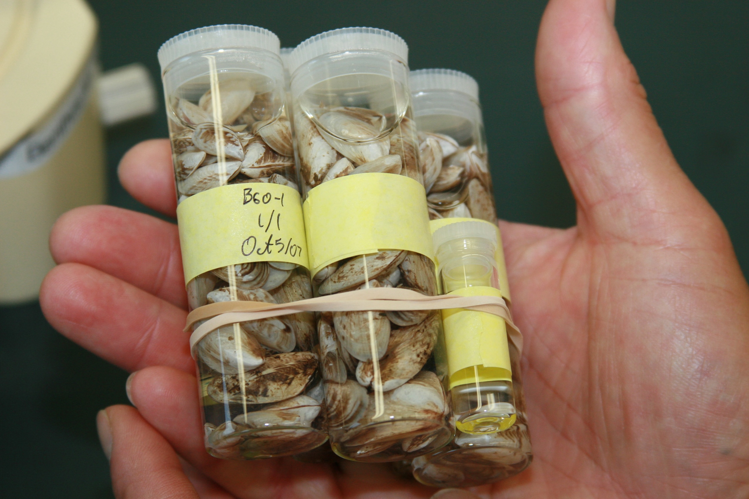 A hand holds three collection tubes filled with zebra mussels