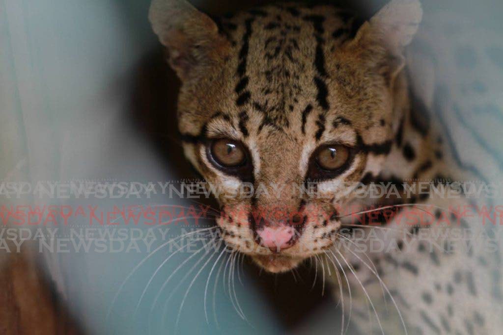 An ocelot at the El Socorro Centre for Wildlife Conservation in Freeport. -