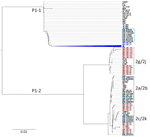 Phylogenetic analysis of Mycoplasma pneumoniae based on P1 cytadhesin–RepMP4  genotyping during 2024–2025 outbreak, Hamilton, Ontario, Canada. An unrooted tree was constructed using the neighbor-joining method with the Tamura-Nei model in MEGA X (https://www.megasoftware.net) using aligned sequences generated using Clustal Omega (https://www.ebi.ac.uk/jdispatcher/msa/clustalo). Strains highlighted in blue and red represent the P1-1 and P1-2 type strains assessed in this study. Strains in the light blue boxes indicate previously reported strains from Ontario during 2011–2012 (8). Strains shown in black represent reference RepMP4 sequences from M. pneumoniae obtained in other countries, representing P1 types and variants (Appendix Table 3). Blue diamond indicates remaining 104 P1-1 strains from this study.