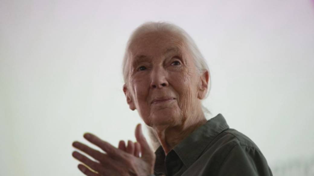 Click to play video: 'Jane Goodall, beloved conservationist and chimpanzee expert, dies at 91'