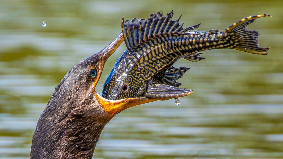 A cormorant swallows a catfish — and other news in pictures
