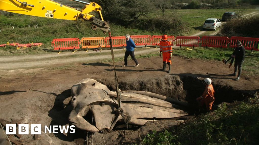 The story of the buried whale's head