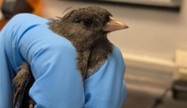 Admitted to the Wild Animal Rehabilitation Centre in Metchosin in October, this Oregon junco was found frantically trying to escape an outdoor cat. 
(Wild ARC/Facebook)