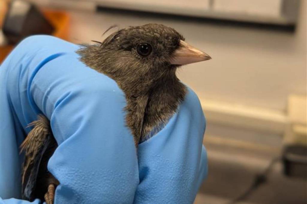 Admitted to the Wild Animal Rehabilitation Centre in Metchosin in October, this Oregon junco was found frantically trying to escape an outdoor cat. 
(Wild ARC/Facebook)