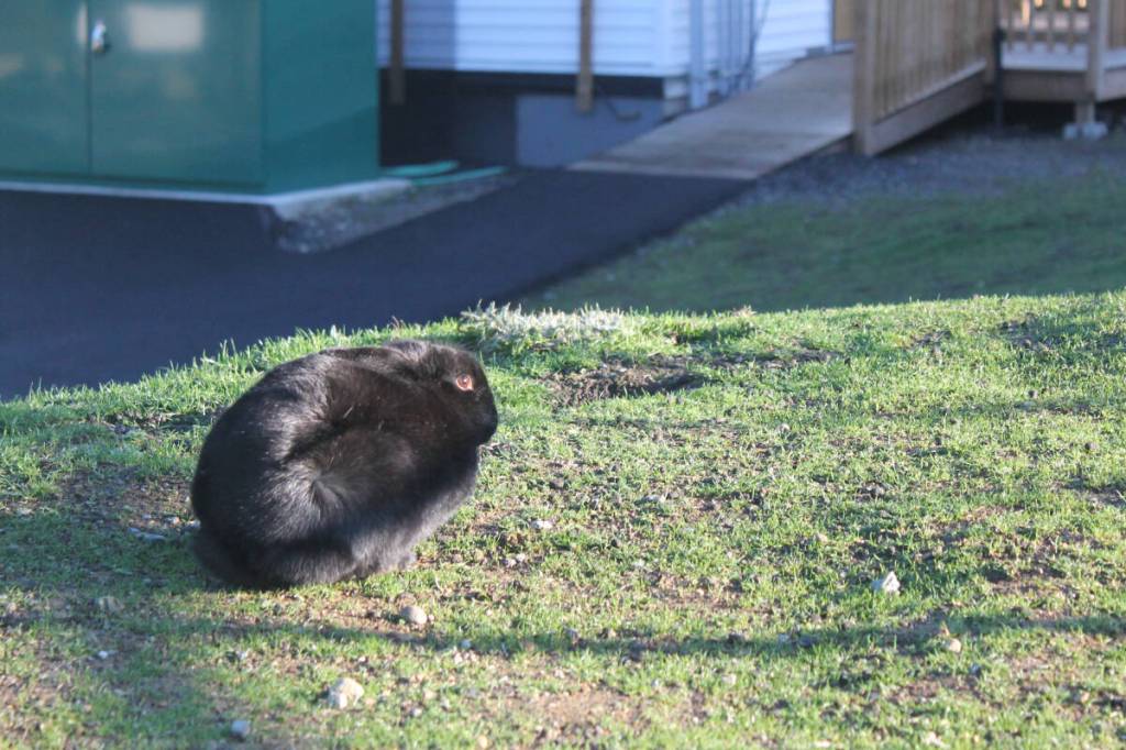 One of the feral domestic rabbits that can be found near the BMX track in Nanaimo. (Jessica Durling/News Bulletin)