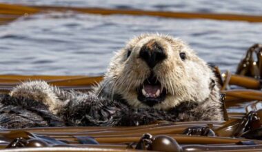 Sea otter Ollie is well-known in the whale watching community. (Courtesy of Mollie Cameron)