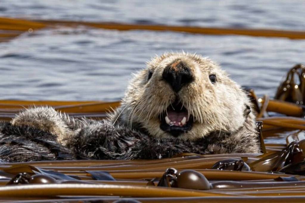 Sea otter Ollie is well-known in the whale watching community. (Courtesy of Mollie Cameron)