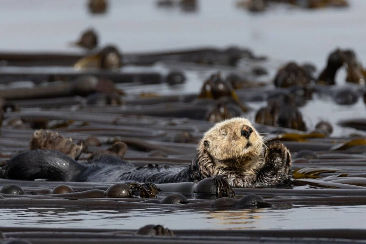 Ollie the sea otter can most often be found at Race Rocks ecological reserve. (Courtesy of Mollie Cameron)
