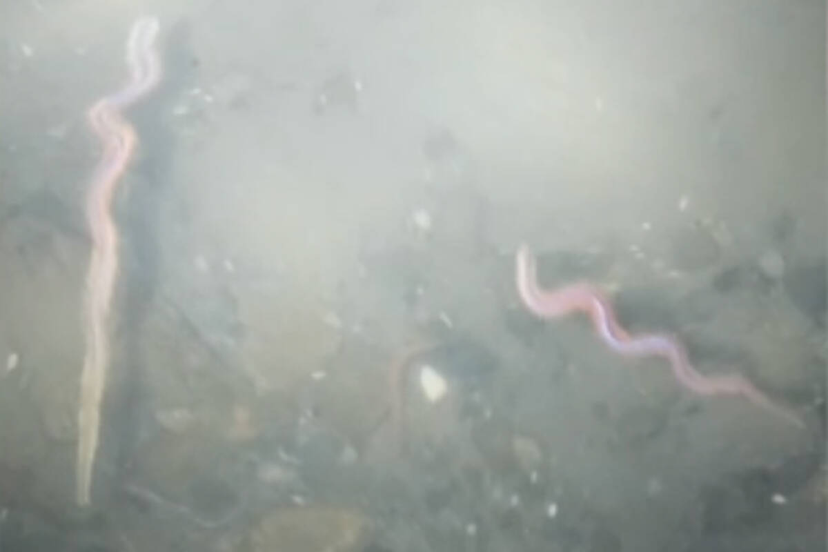 Greg Gilks captured on video a strange phenomenon at Macaulay Point on Feb. 1. (Courtesy of Greg Gilks)