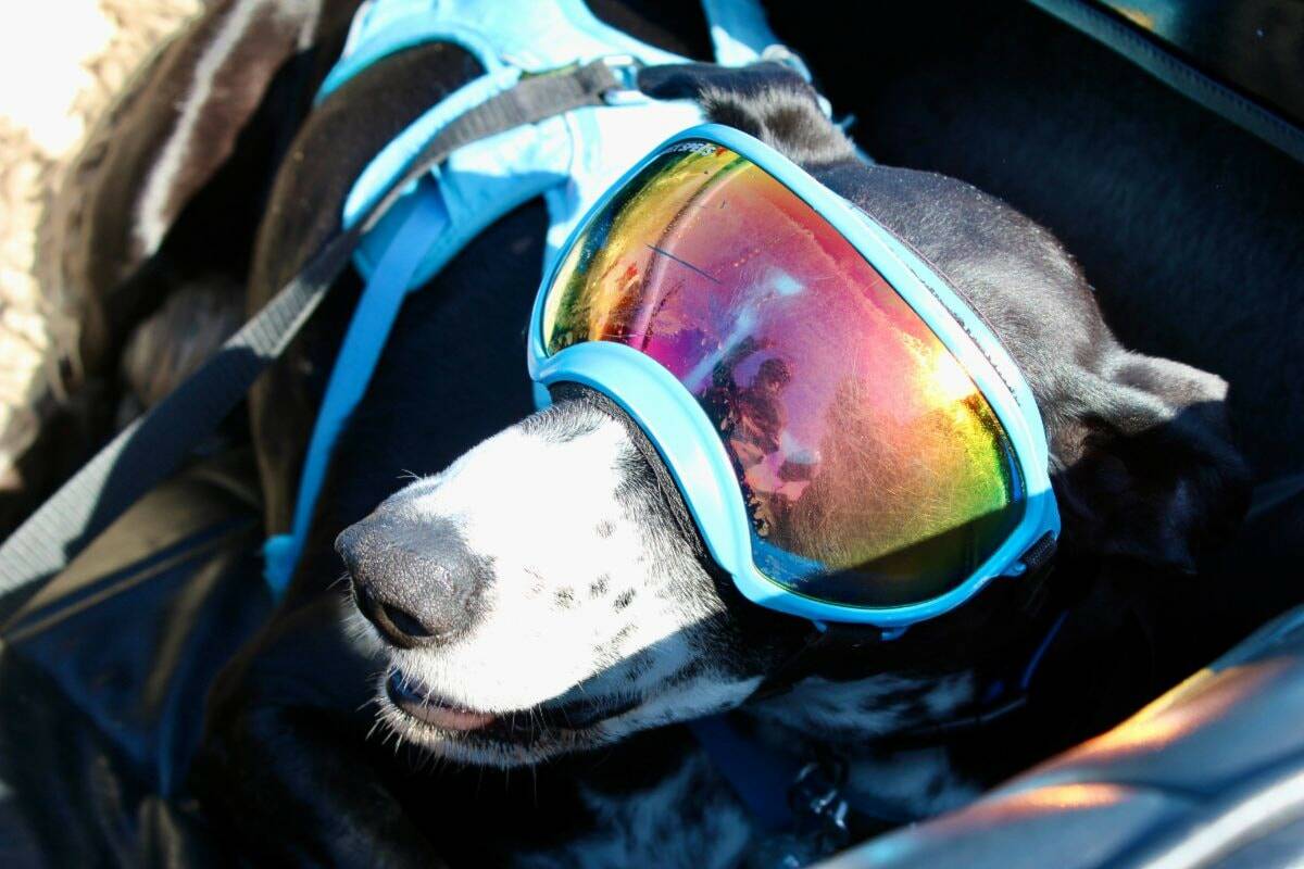 Longtime Victoria resident Jamie Lone and his dog, Flyin’ Joe, have become a staple on Victoria’s streets with their sidecar appearances around the city. (Tony Trozzo/Victoria News)
                                Longtime Victoria resident Jamie Lone and his dog, Flyin’ Joe, have become a staple on Victoria’s streets with their sidecar appearances around the city. (Tony Trozzo/Victoria News)