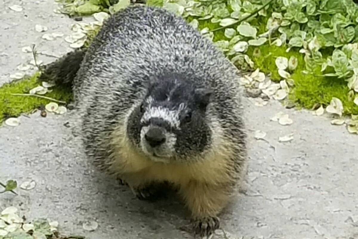 Fairmont Empress Hotel gardener Alex Buck says resident yellow-bellied marmot Roger is the unofficial boss of his team. (Courtesy of Alex Buck)