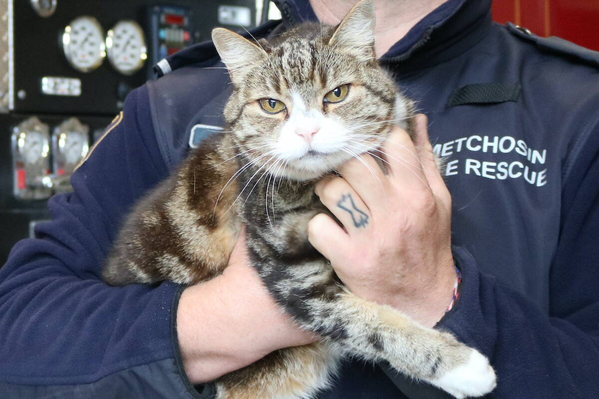 For around 15 years, Sparky/Cat has ruled the roost at Metchosin’s Fire Hall. (Ben Fenlon/Goldstream Gazette)