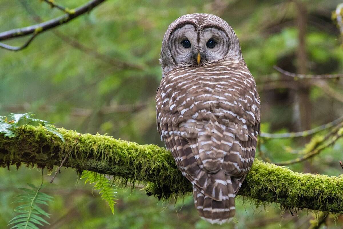 The barred owl, named after the “bars” running across their gray and white chest, is one of the most common owls on Vancouver Island. (James MacKenzie)