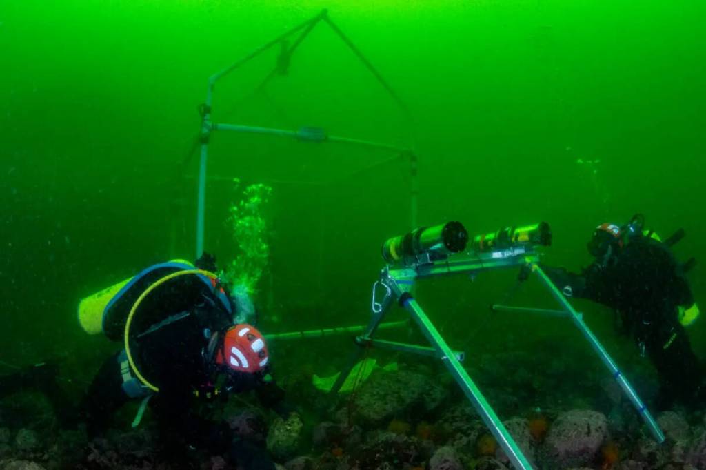 Sounds fishy: B.C. biologists use AI to identify and decipher fish sounds