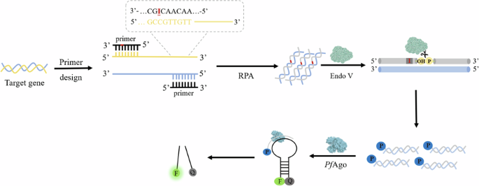 Endonuclease V activated Pyrococcus furiosus Argonaute for the detection of food contaminated bacteria