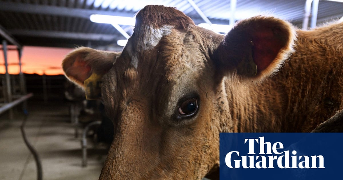 If you really care about animals, stop eating them | Animal welfare
