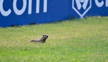 A groundhog at the Canadian Grand Prix