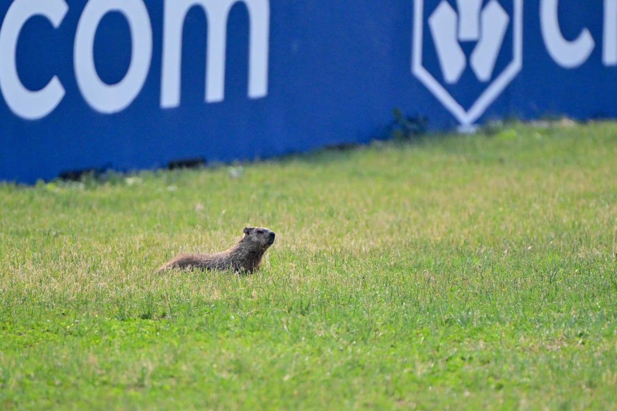 A groundhog at the Canadian Grand Prix