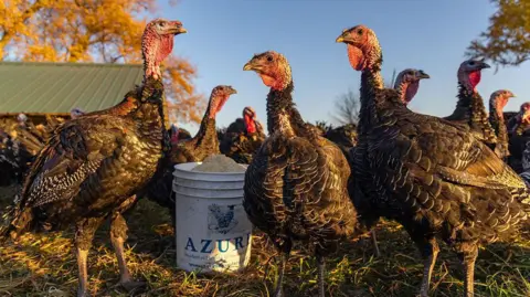 Tribune News Service via Getty Images Bronze turkey hens roam in a fenced grassy area after being fed at All Grass Farms in Dundee. 