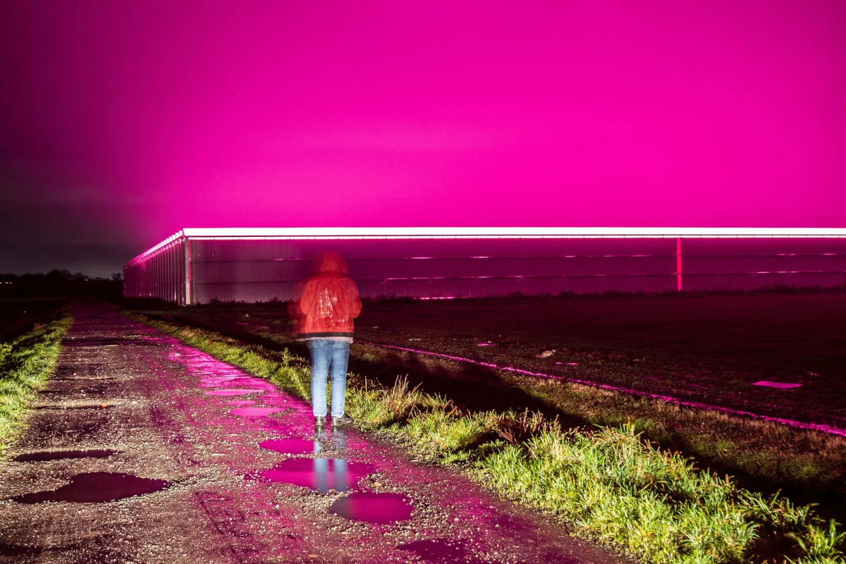 Strange reddish reflections in the cloudy skies over the farmland generated by sodium type lighting in an intensive tomato growing complex