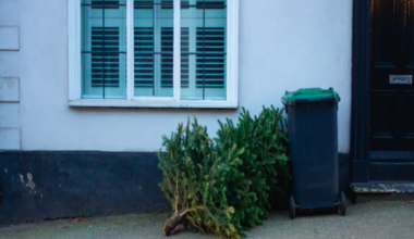 What can I do with my Christmas tree after the festive period?
