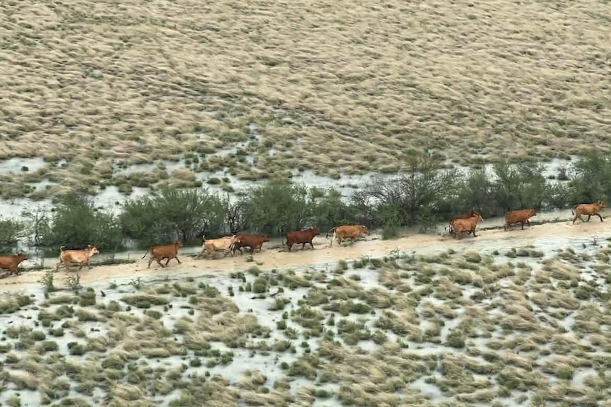 cows in a line walking through water logged plains