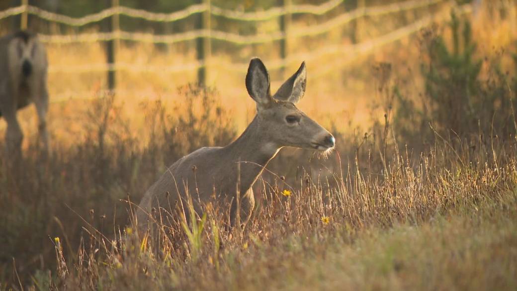 Click to play video: 'Chronic wasting disease detected in Okanagan deer'